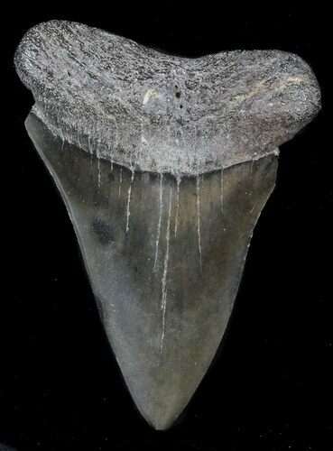 Very Large Fossil Mako Shark Tooth - Georgia #39264